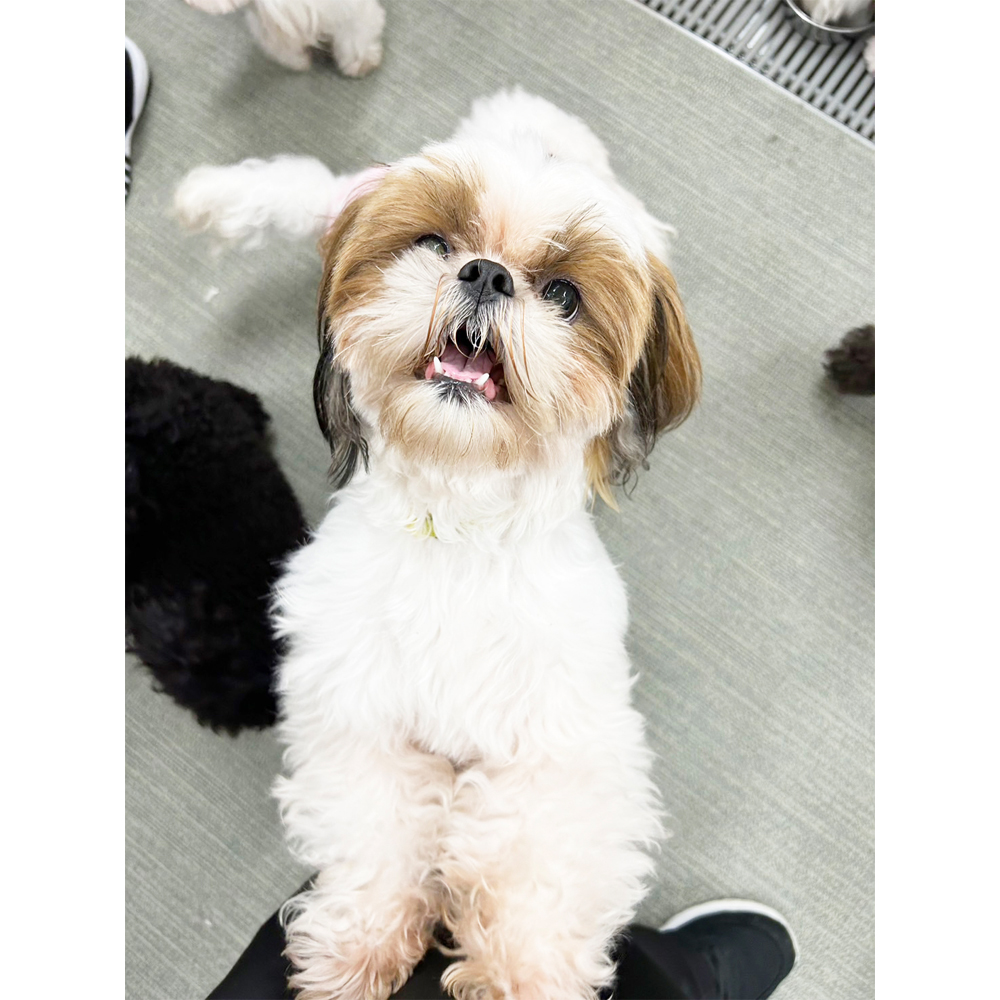 生徒が撮影したモデル犬の写真♪②